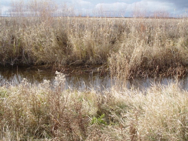 Vegetated Buffer Strip.